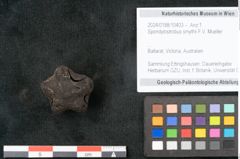 Foto (Objekt + Etikett) von Spondylostrobus smythii F.V. Mueller (NHMW-GEO-2024-0188-10403)